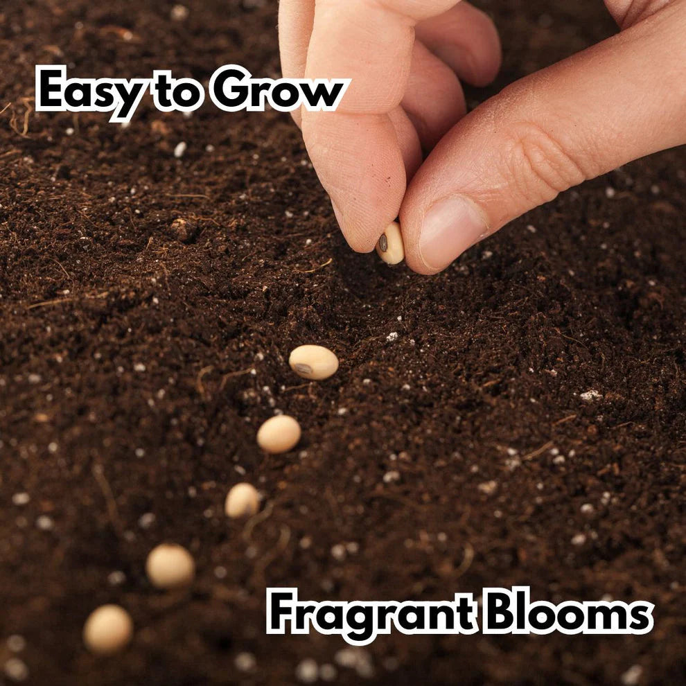 Elegant Climbing Rose Flower Seeds | đ„Hybrid & Imported Qualityđ„