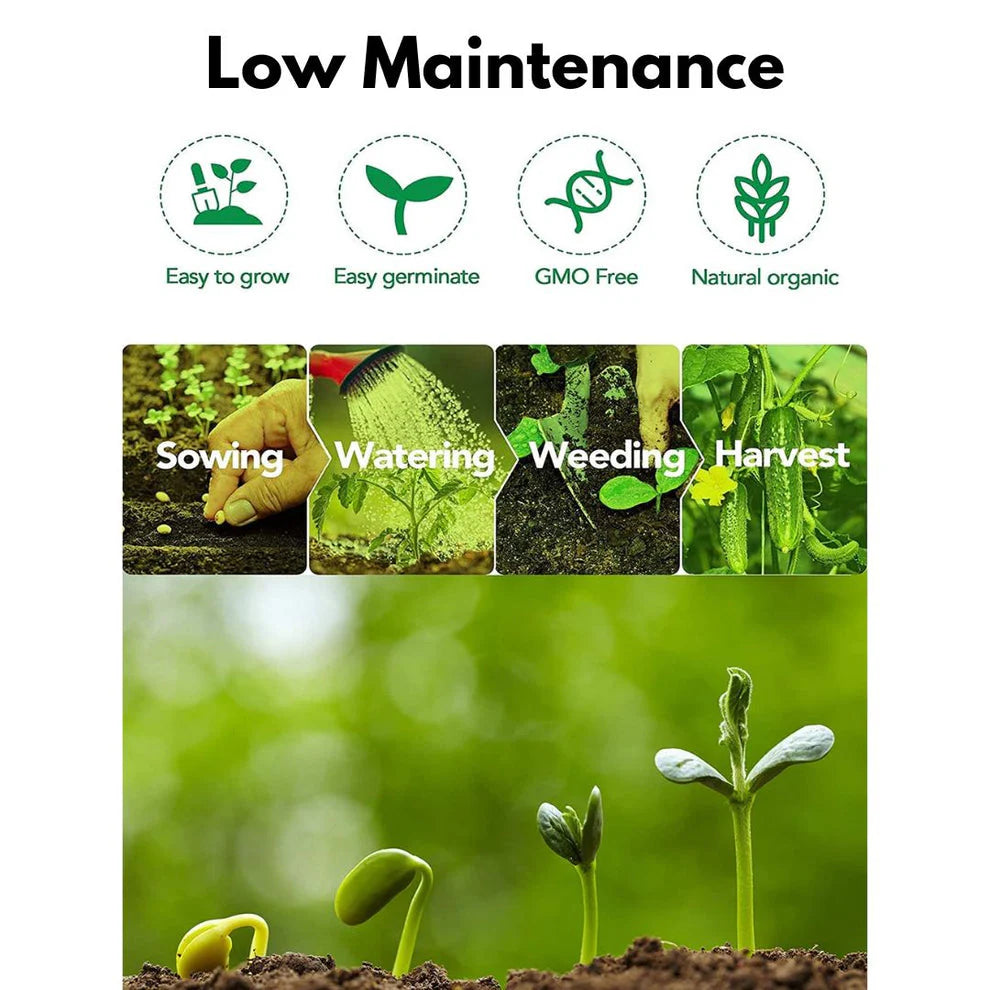 Elegant Climbing Rose Flower Seeds | đ„Hybrid & Imported Qualityđ„