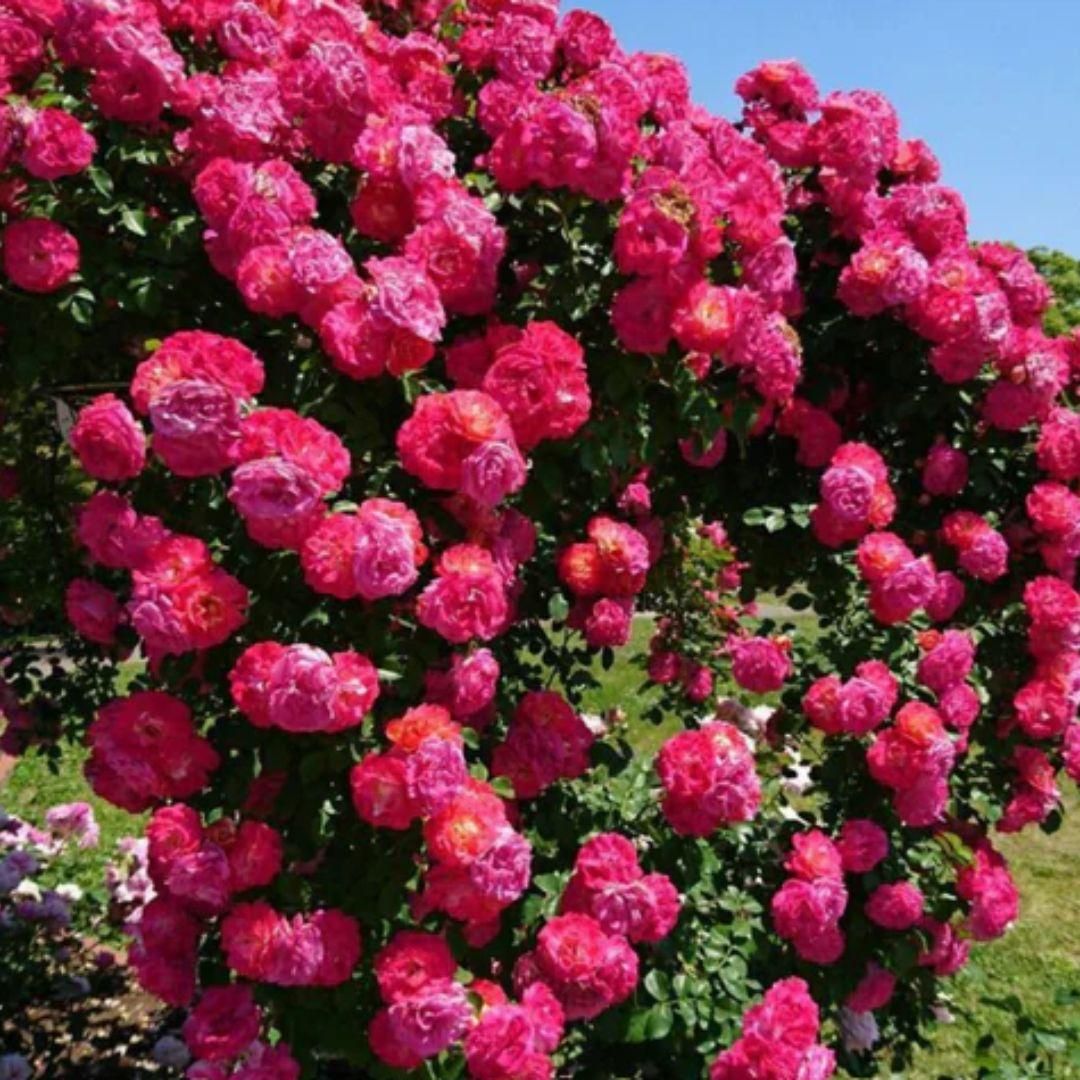 Elegant Climbing Rose Flower Seeds | đ„Hybrid & Imported Qualityđ„